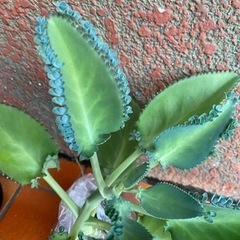 多肉植物の画像