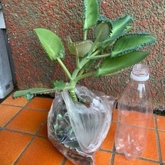 多肉植物の画像