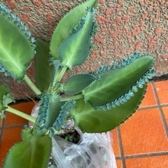 多肉植物の画像