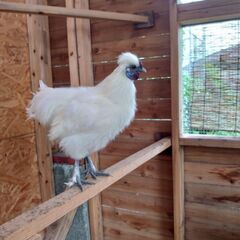 烏骨鶏のオス（生後約4ヶ月半）をお譲りします。鶏欲しい方！