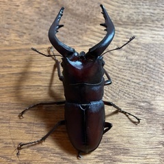 カブトムシ、ノコギリクワガタ差し上げます！