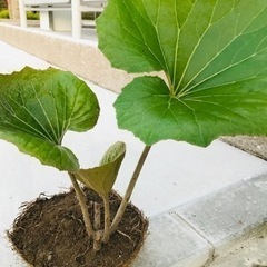 ツワブキ