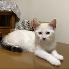 シャム系猫のぐみちゃん