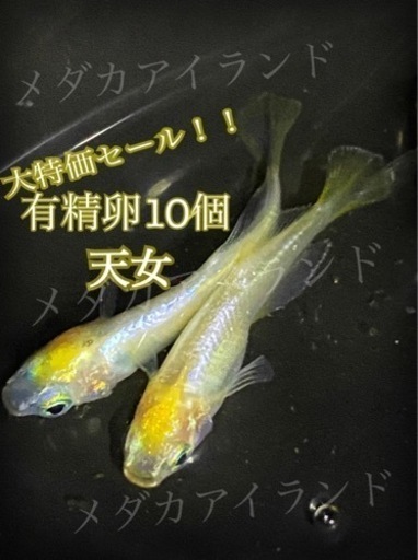 【配送】天女 卵 10個＋α保証分 めだか メダカ 稚魚 針子 キラキラ 最高級 ラメ ヒレ長 光 極美 レア 希少 有精卵 体外光 針子 稚魚