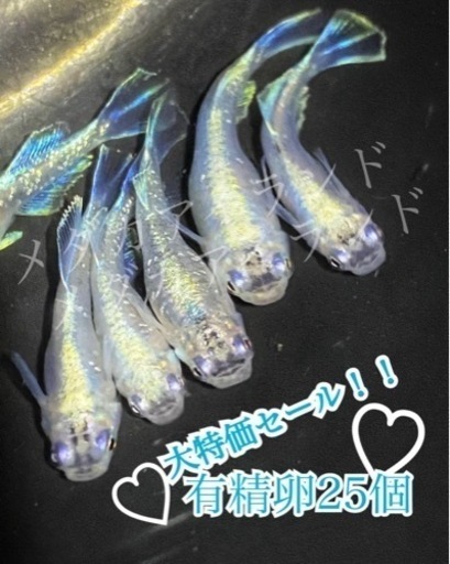 【配送】ドラゴンブルー 卵 25個＋α保証分 めだか メダカ 稚魚 針子 キラキラ 最高級 ラメ ヒレ長 光 極美 レア 希少 有精卵 体外光 針子