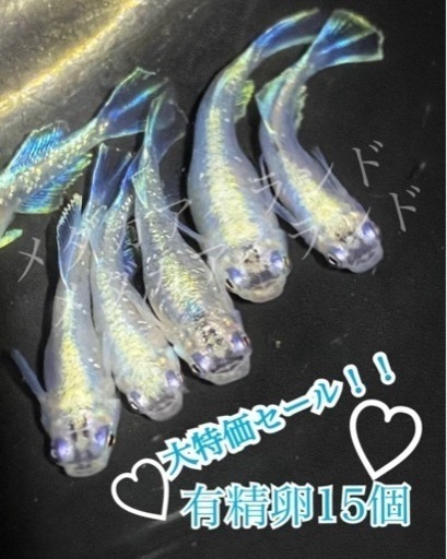 【配送】ドラゴンブルー 卵 15個＋α保証分 めだか メダカ 稚魚 針子 キラキラ 最高級 ラメ ヒレ長 光 極美 レア 希少 有精卵 体外光 針子