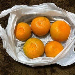 みかん　　　5個　　　　　愛知県産
