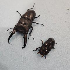 パラワンオオヒラタクワガタペア