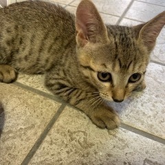 【4兄妹】かまってちゃん　生後2ヶ月　オスの子猫　検査済み