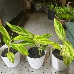 沖縄県産　月桃　斑入り限定10鉢のみの画像