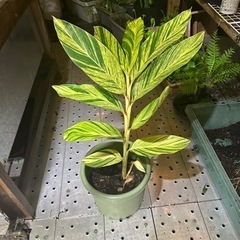 沖縄県産　月桃　斑入りの画像