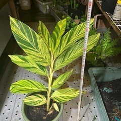 沖縄県産　月桃　斑入りの画像