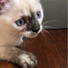 3ヶ月ほどの青い目の女の子です(=^x^=)♪