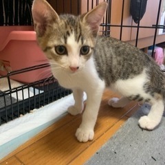 【４兄妹】慎重で優しい　生後２ヶ月　オスの子猫　検査済み