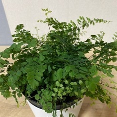 観葉植物　
アジアンタム
