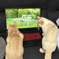 ねこ