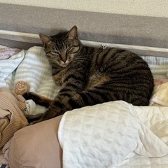 茶トラの女の子3歳です（去勢済み）