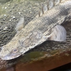 現在交渉中です。無料　豊橋市引き取り限定　　ポリプテルスエンドリケリーの画像