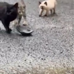 猫の保護について