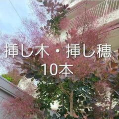 スモークツリー 希少カラー 挿し穂・挿し木10本の画像