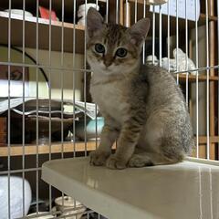 子猫二匹