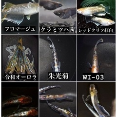 7/20(土) コレモおおむら ¥1.000めだか卵クジ メダカ...