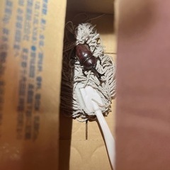 カブトムシ