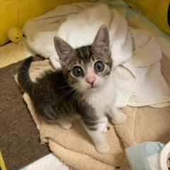 ウイルス検査済み　メス　生後１ヶ月半くらい