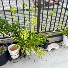 アガパンサス　大株
