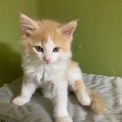 野良猫の赤ちゃんだと思います