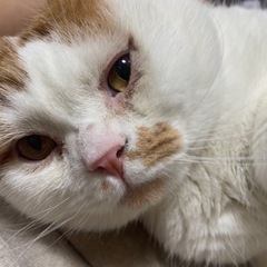 里親募集です