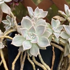 多肉植物　クラフトベリアフロストバイト　
朧月の画像