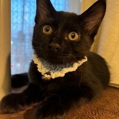 半長毛になるか？も？黒猫ソラ君