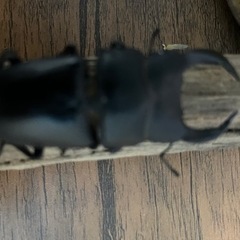 国産オオクワガタ幼虫5頭です　の画像