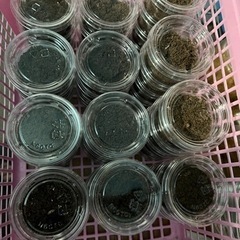 国産オオクワガタ幼虫5頭です　の画像