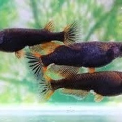 メダカ🐟五式typeR✨ 一時販売停止中🙇‍♂️