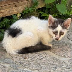 お外にいるちびっこ3にゃん