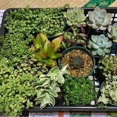 ❗️取引き中❗️🌵多肉セット🌵