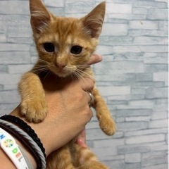 千葉県旭市　⭐︎仔猫を保護しています⭐︎