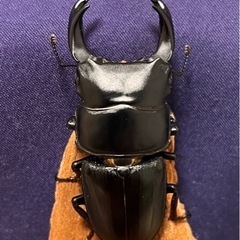 　オオクワガタ♂ 未使用　後食済　