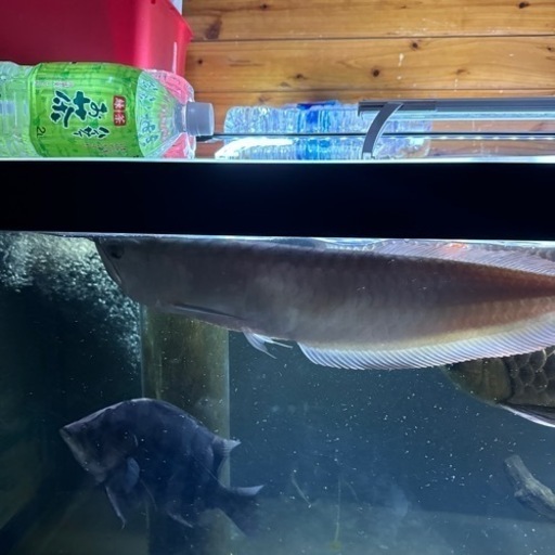 シルバー50cm　古代魚