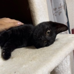 【決まりました】ほぼ黒猫の子猫さん　生後3ヶ月程