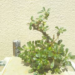 枯れ木にヒメキランソウ