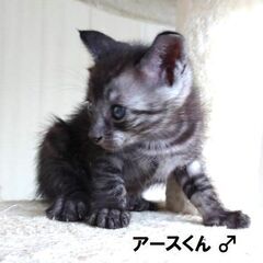 濃いグレーのトラ柄  アース君（1.5ヶ月 男子）