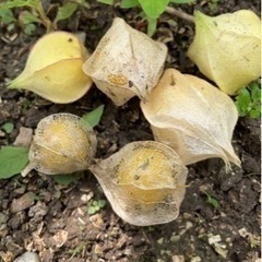 食用ほおずきの画像