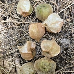 食用ほおずきの画像