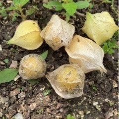 食用ほおずきの画像