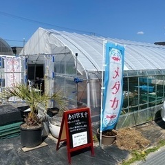 めだか販売の画像