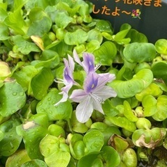 めだか販売の画像