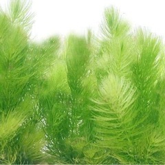 お話し中　
マツモ(無農薬)